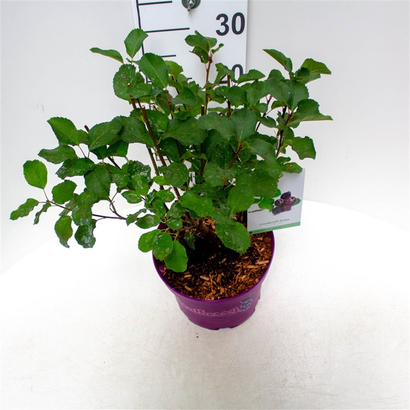 Amelanchier aln. 'Greatberry Aroma'® - C5 40-50 CM